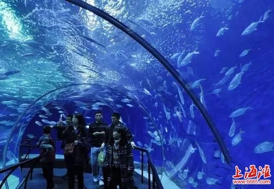 上海海洋水族馆怎么去