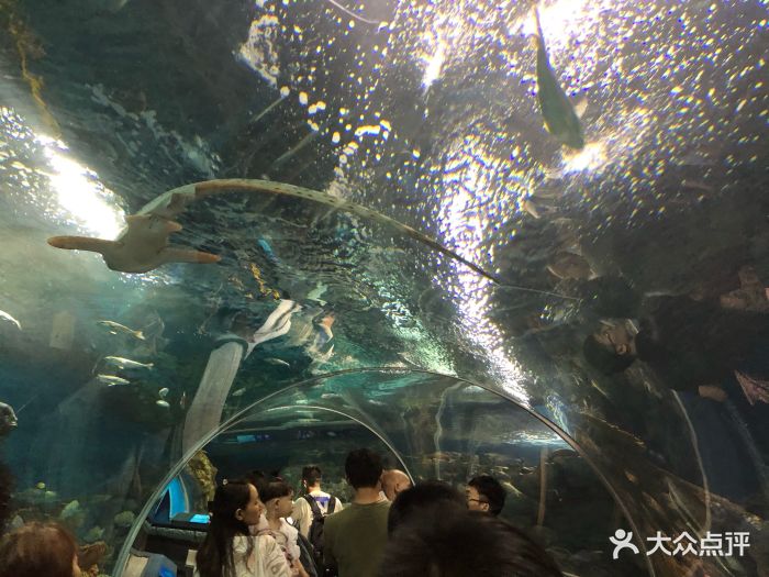上海海洋水族馆怎么去