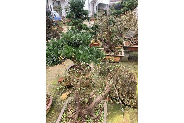 屯溪花鸟市场在哪里