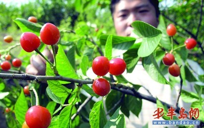 5月中旬青岛天气