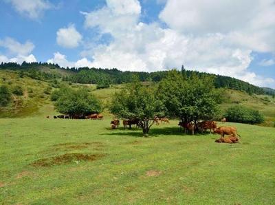 重庆仙女山景点介绍