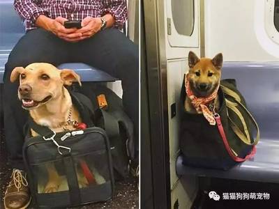 火车带宠物