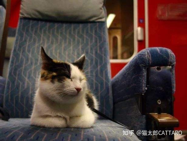 火车带宠物