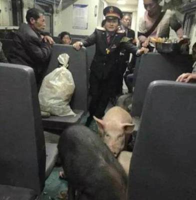 火车带宠物