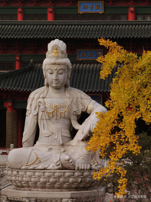 南京毗卢寺门票
