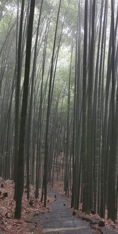 大竹旅游景点