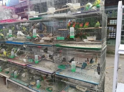 遂宁花鸟市场在哪里
