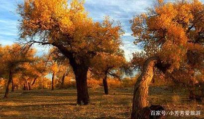 胡杨林在哪里
