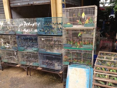 遂宁花鸟市场在哪里