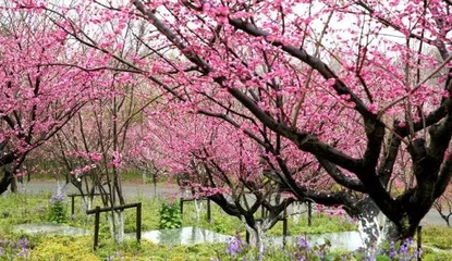 上海生日去哪里玩