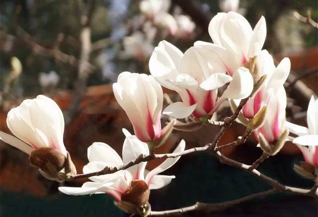 沈阳哪里有玉兰花