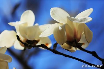 沈阳哪里有玉兰花