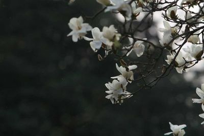 沈阳哪里有玉兰花