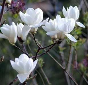 沈阳哪里有玉兰花