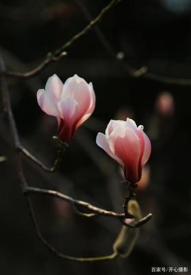 沈阳哪里有玉兰花