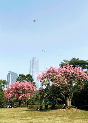 深圳哪里适合放风筝