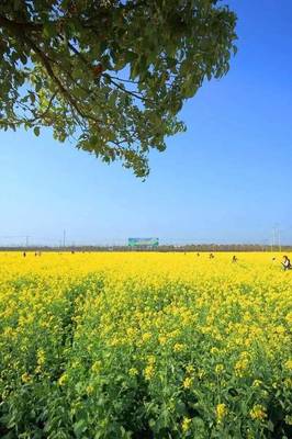 上海赏油菜花的地方