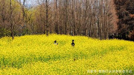 上海赏油菜花的地方