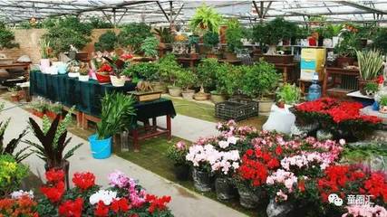 安阳花卉市场在哪里
