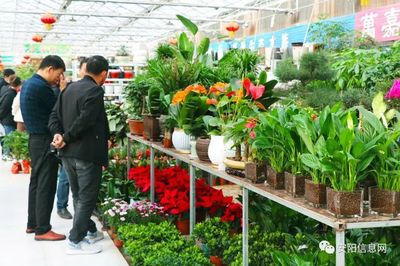 安阳花卉市场在哪里