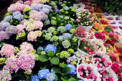 安阳花卉市场在哪里