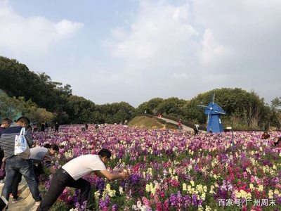 广州花海景点