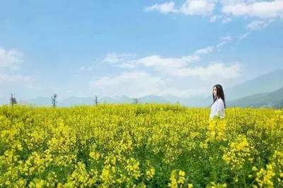 上海赏油菜花的地方