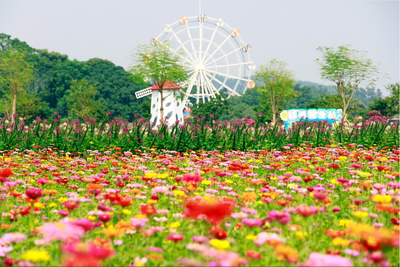 广州花海景点