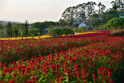 广州花海景点