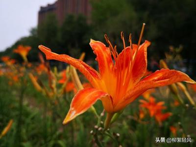 梦见去上海旅游