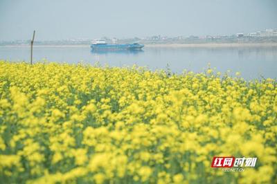 长沙鹅洲岛在哪里