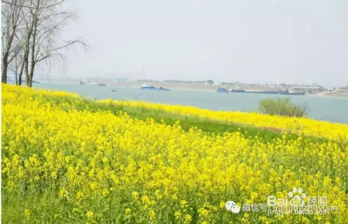 长沙鹅洲岛在哪里