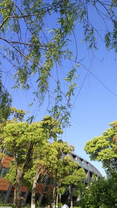 上海市滴水湖天气预报