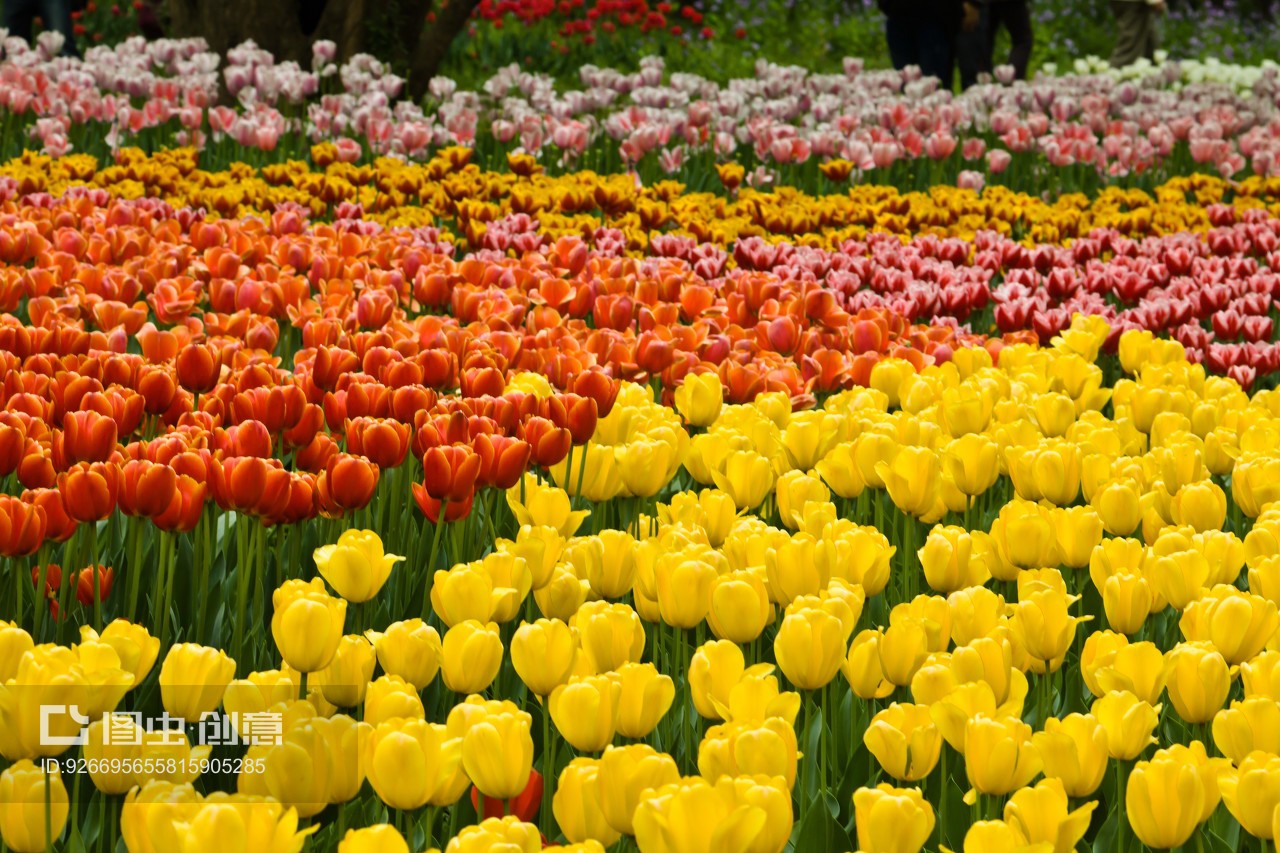 南京郁金香花苑