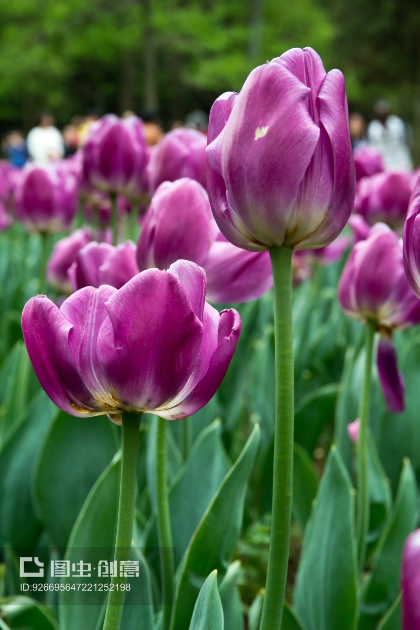 南京郁金香花苑