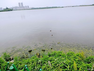 武汉金银湖湿地公园