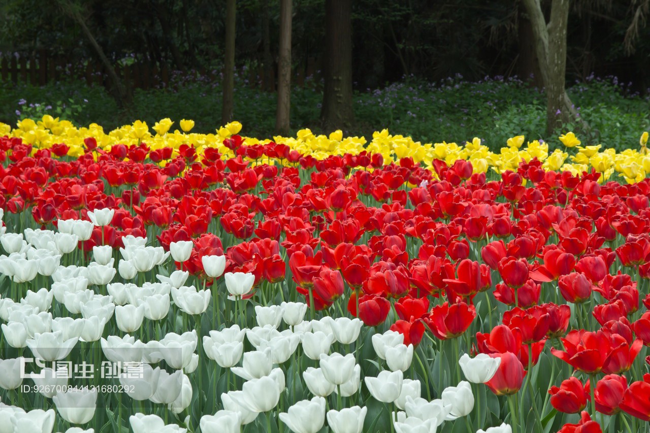 南京郁金香花苑