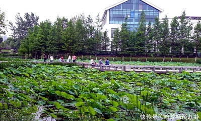 武汉金银湖湿地公园