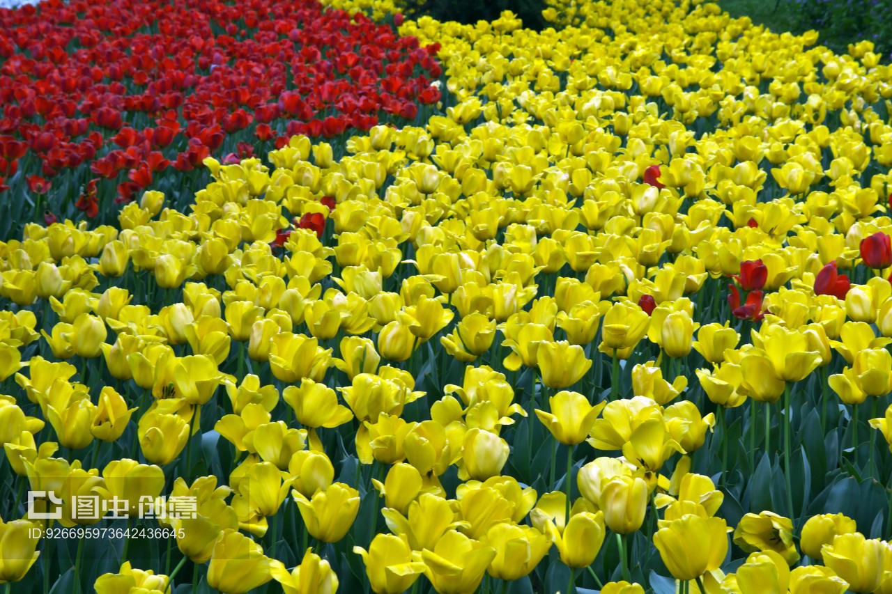 南京郁金香花苑