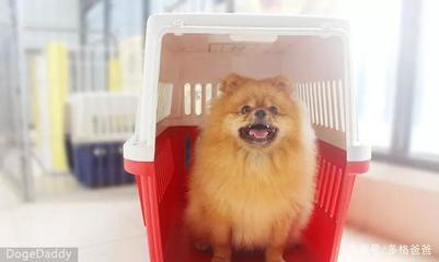 火车能托运狗狗吗