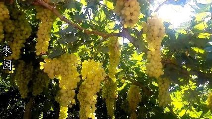 新安县有什么好吃的