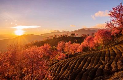 12月国内旅游去哪里好