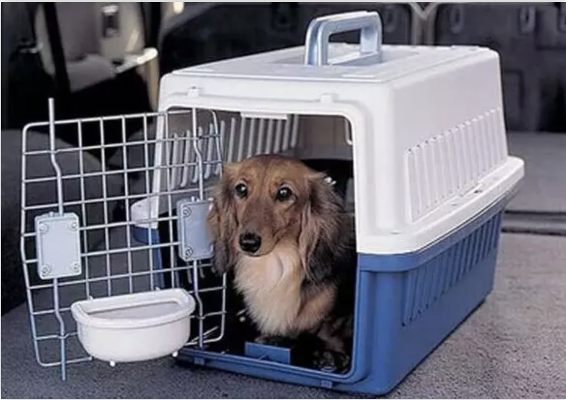 火车托运狗狗