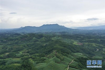 广西的十万大山在哪里