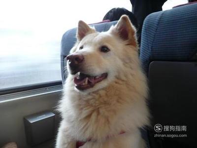火车托运狗狗