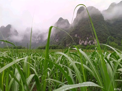 广西的十万大山在哪里
