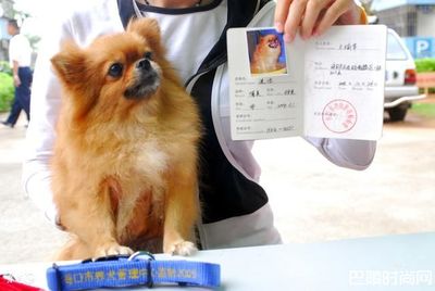 火车托运狗狗