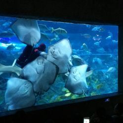 海底世界南京门票价格