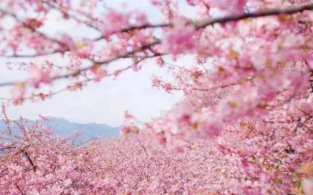 成都赏花的地方有哪些