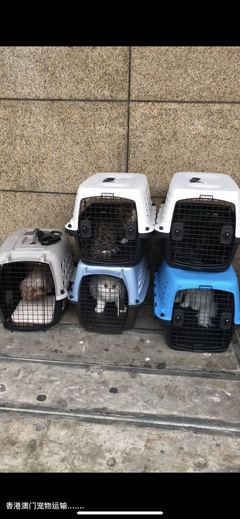 香港宠物托运